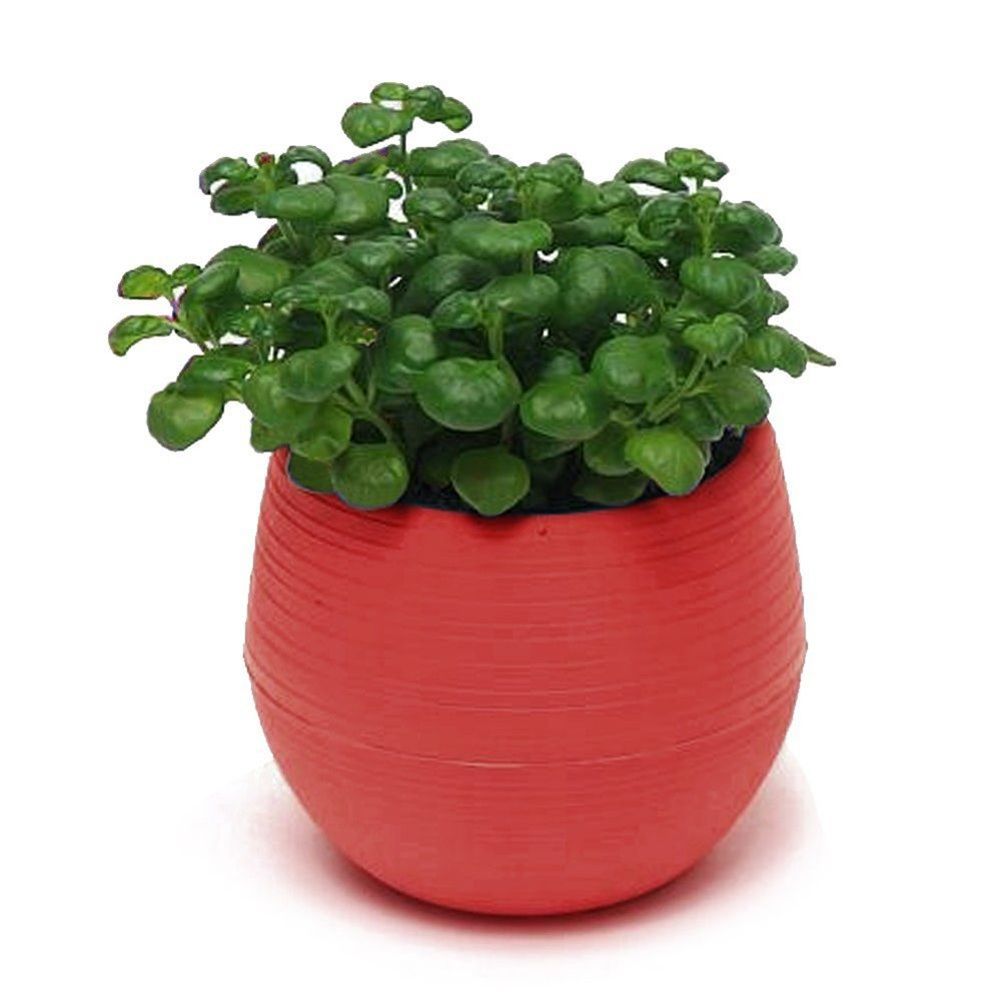 Cute Succulent Plants Flower Pot Saucer Tray Planter Home Desk Garden Decor-Red