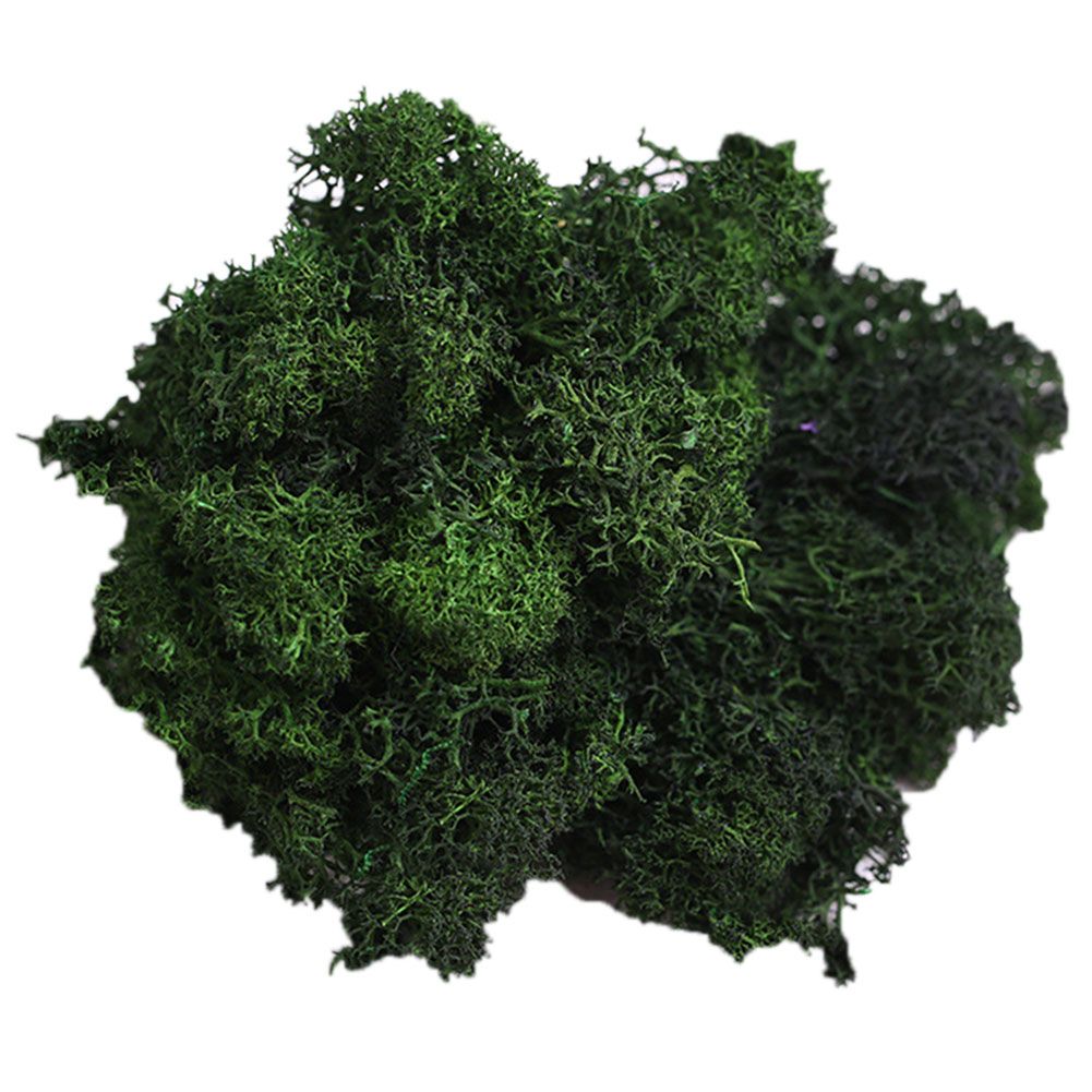 Artificial Plant Preserved Flower Reindeer Moss-Grass Green