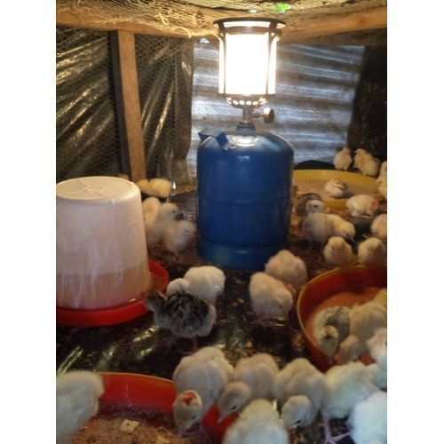 Gas Lantern --For Modern Poultry Brooding-- For Chicks