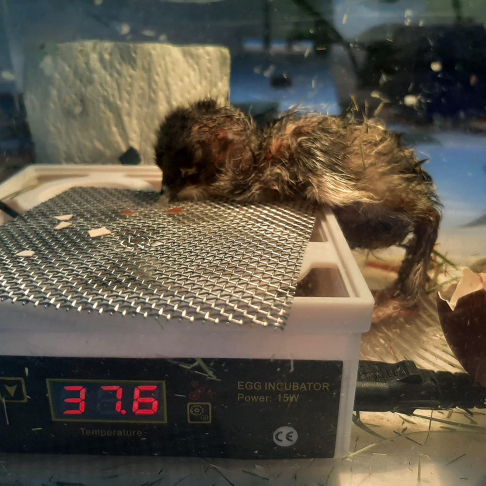 Mini Semi Automatic Duck Goose Incubator Experiment LED