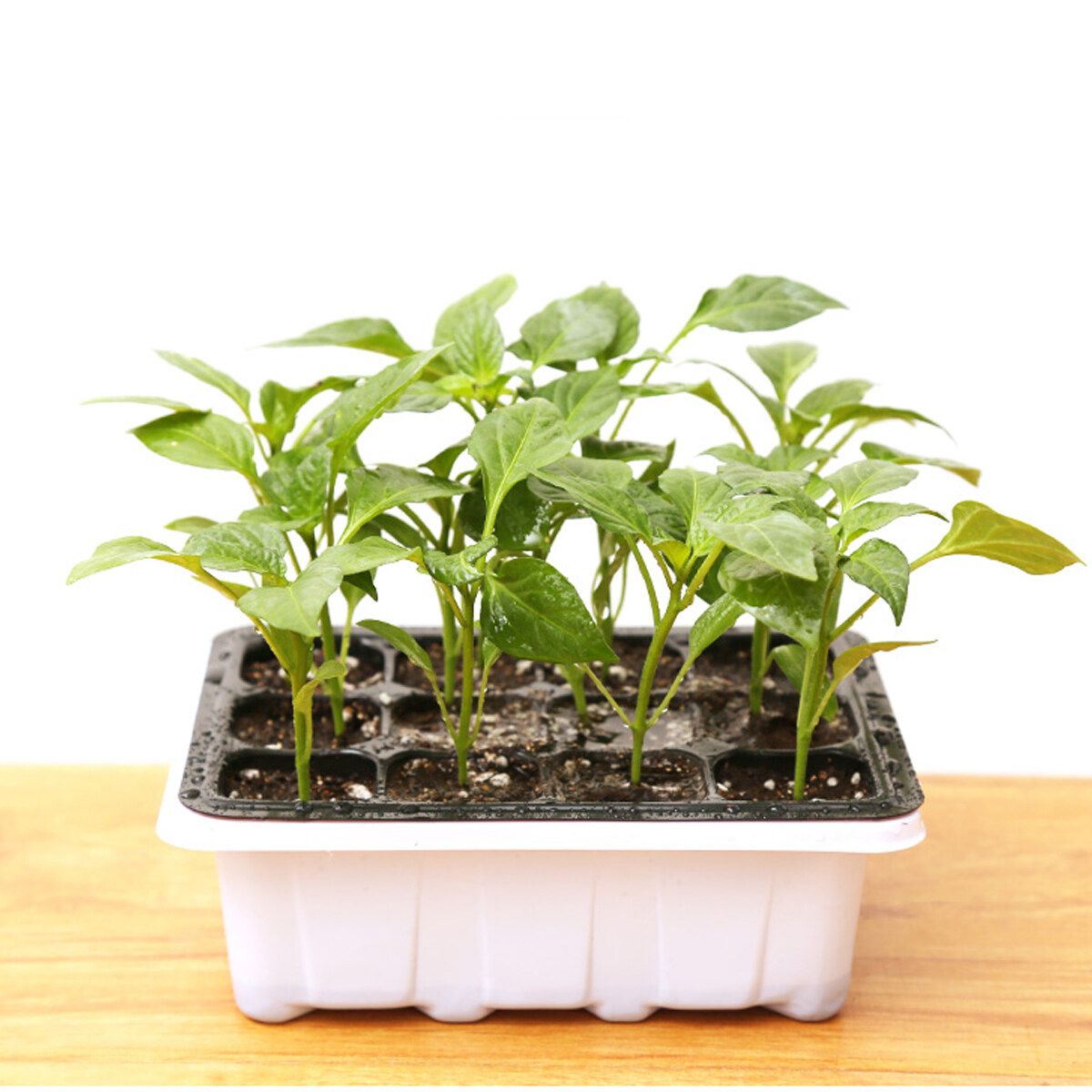 6Set 12-Cell Seedling Starter Tray Kit Plant Propagation Tray For Succulent
