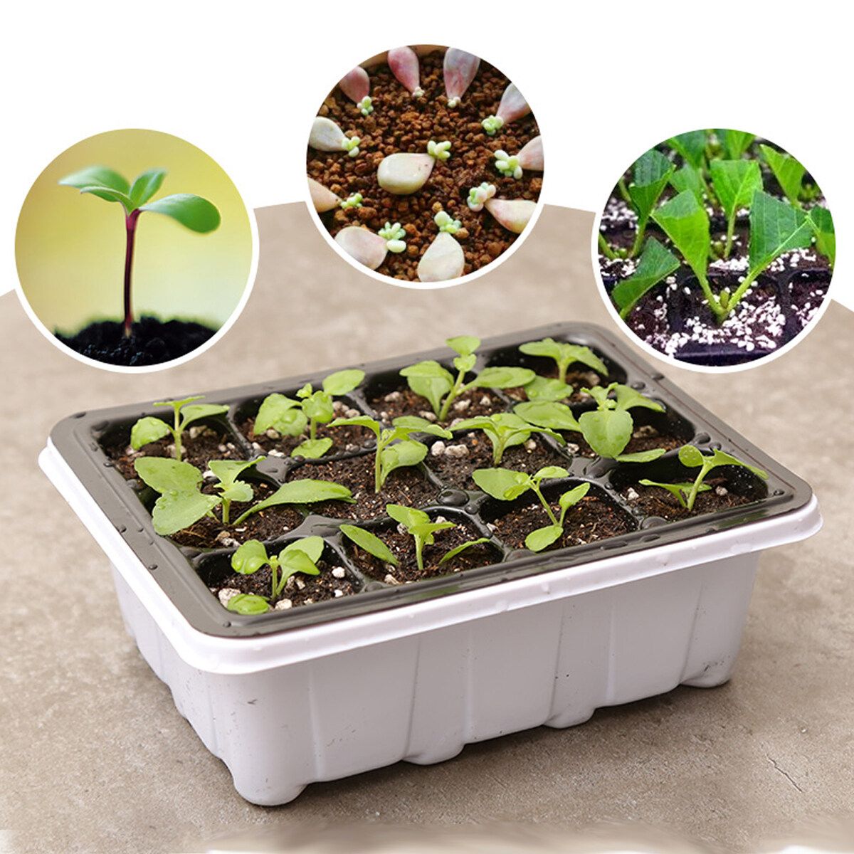 6Set 12-Cell Seedling Starter Tray Kit Plant Propagation Tray For Succulent