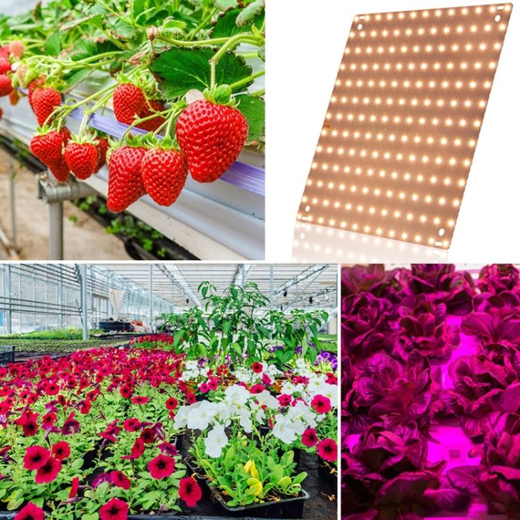 LED Plant Growth Light D2 25W 81 Beads US Plug