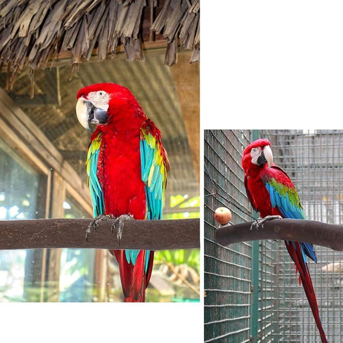 6Pcs Bird Perch Stand Standing Stick Chewing Bite Toys Tree Branch
