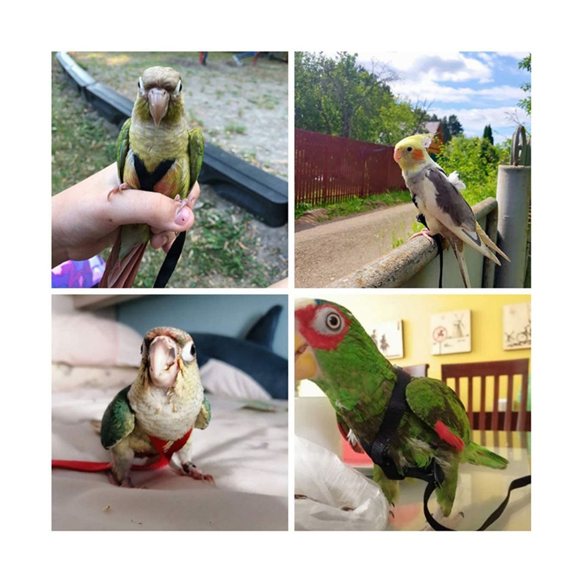 Parrot Bird Harness Leash Outdoor Flying Traction Strap