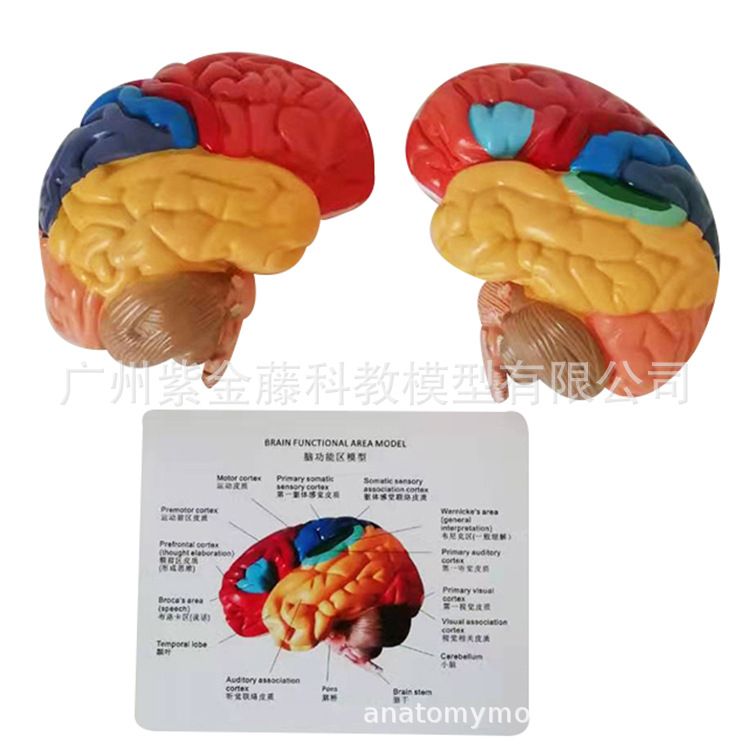Natural Large Human Brain Anatomy Model Pituitary Brain