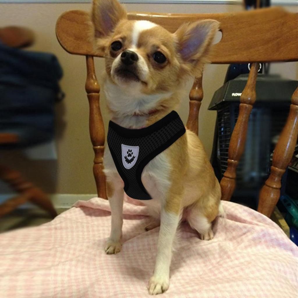 Breathable Teddy Body Harness Pet Puppy Vest Leash Mesh Black - M