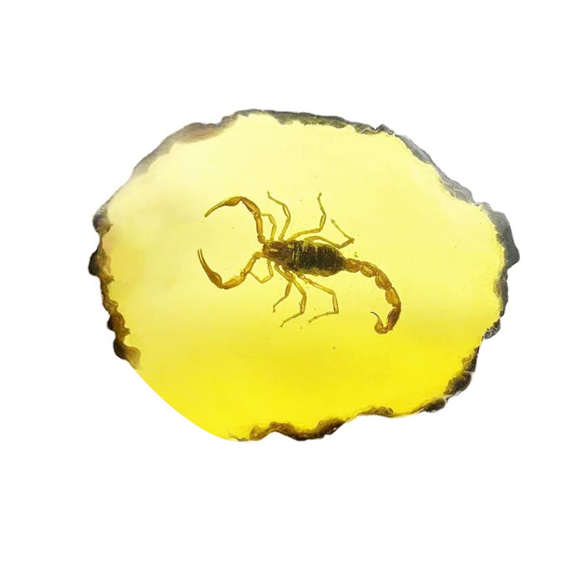 Fossils Insect Samples Artificial Insect,