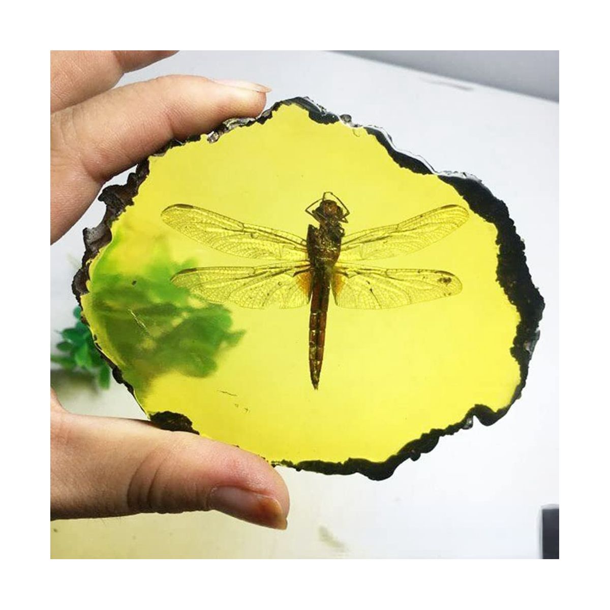 Fossils Insect Samples Artificial Insect,