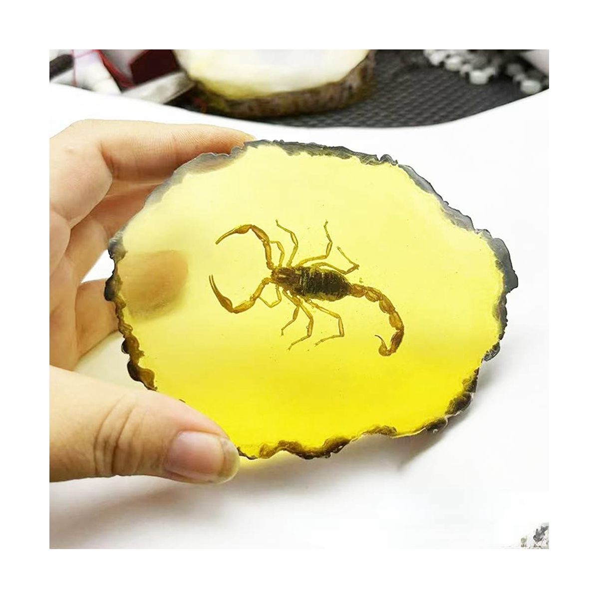Fossils Insect Samples Artificial Insect,