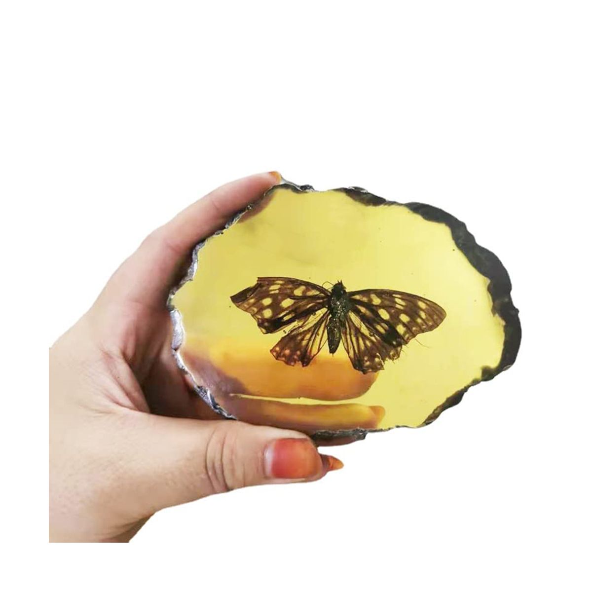 Fossils Insect Samples Artificial Insect,