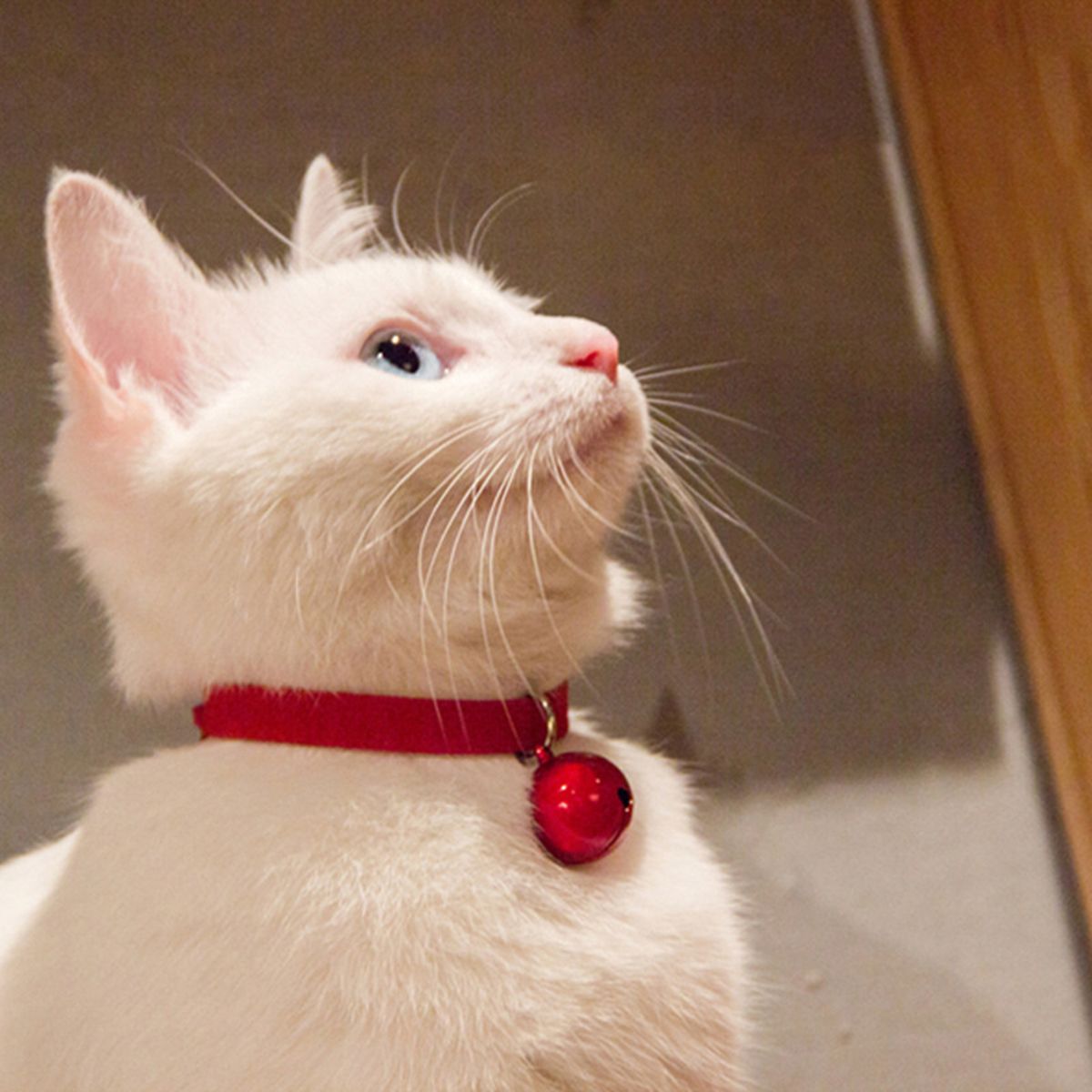 Pet Necklaces Pet Collars With Bell Pendant Red
