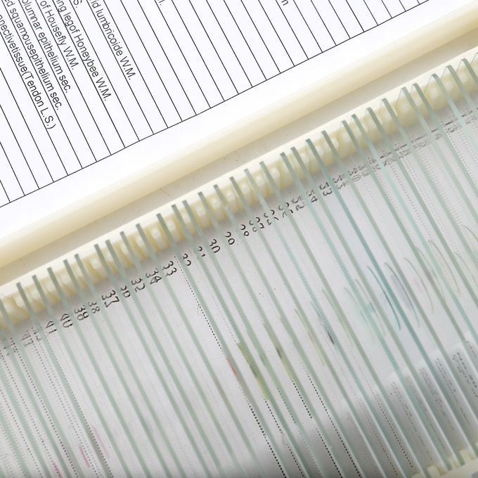 50PCS/Set Biological Glass Sample Prepared Basic Animal