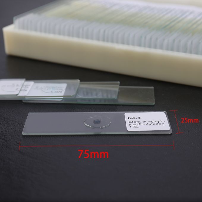50PCS/Set Biological Glass Sample Prepared Basic Animal