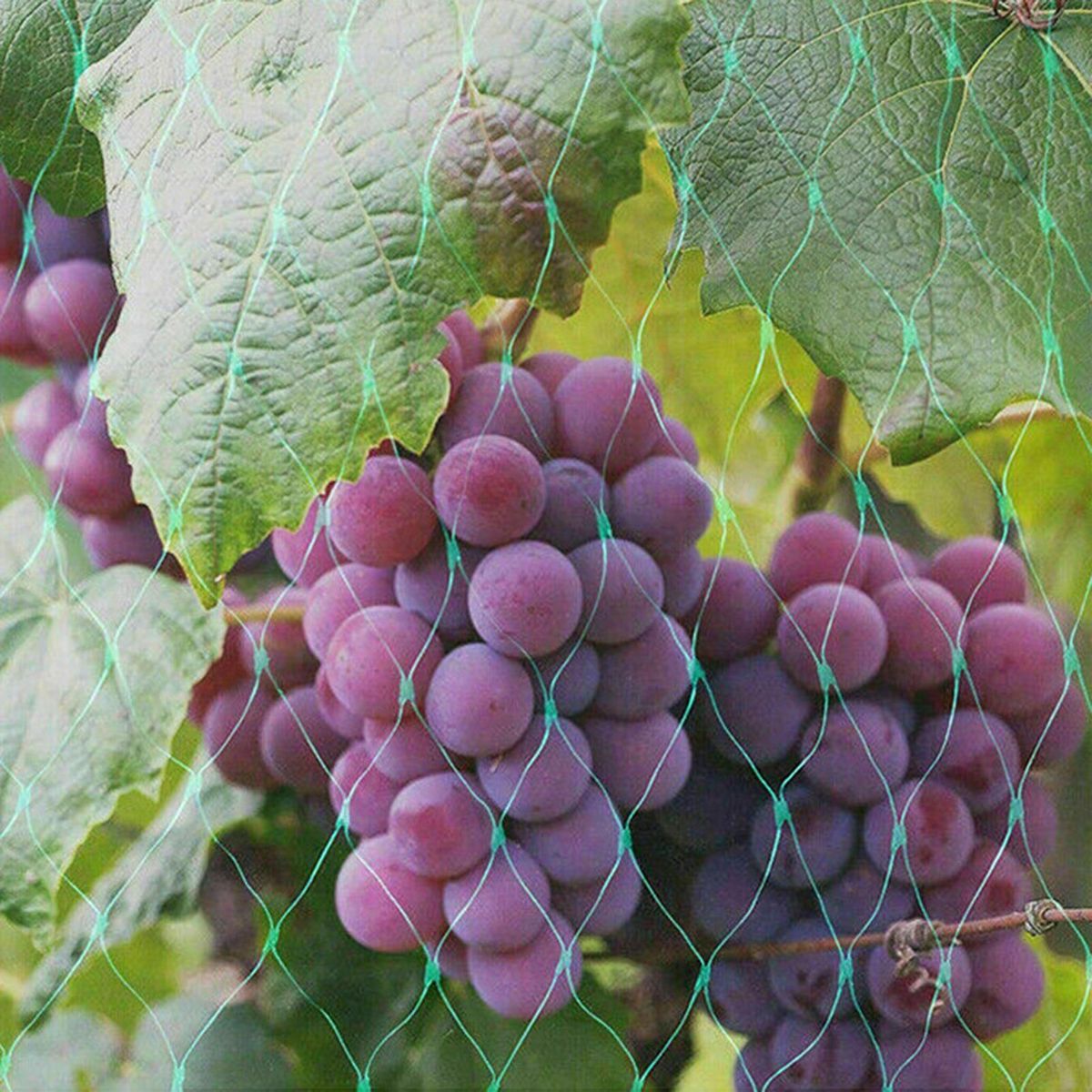 1 Set Bird Netting Grape Plant Protection Anti-bird Net with Installation Nail Green