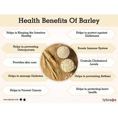 Organic Pearled Barley Seed - 1kg