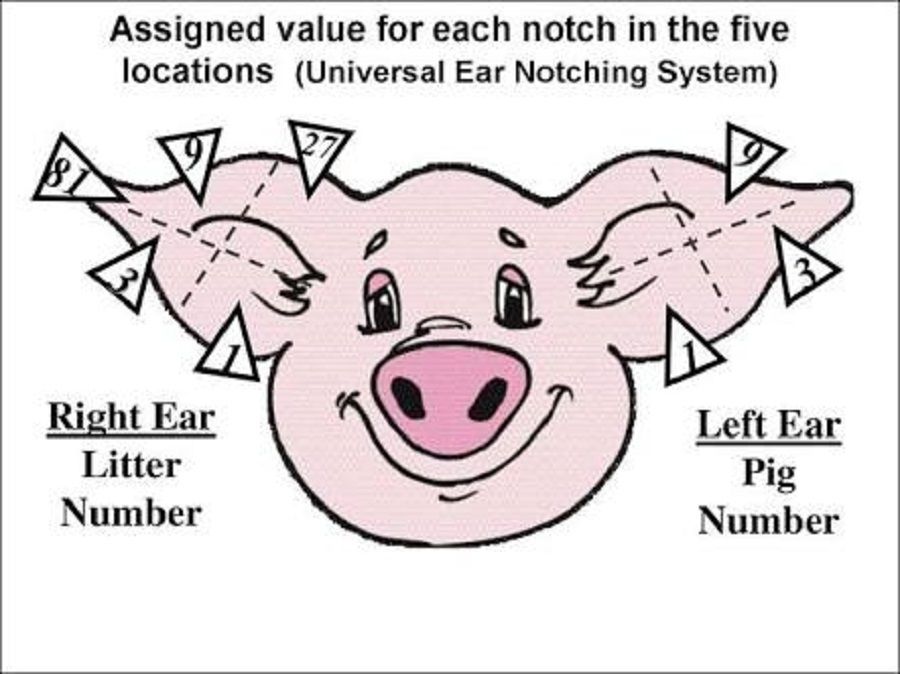 EAR NOTCHING DEVICE