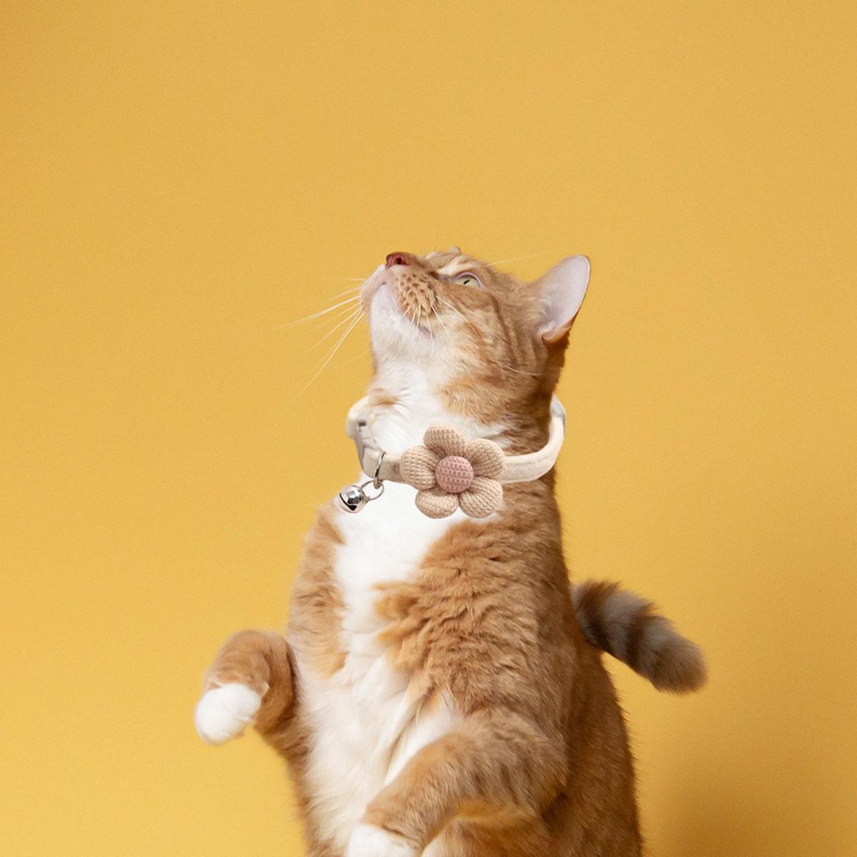 Cat Choker Necklace With  Collars Bell Apricot