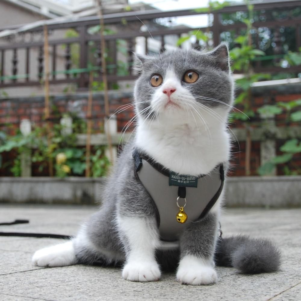 Pet Cat Harness Vest Leash Pet Adjustable Harness with Bell Walking Leash for Kitten Puppy Small Medium Dog Imitated Leather