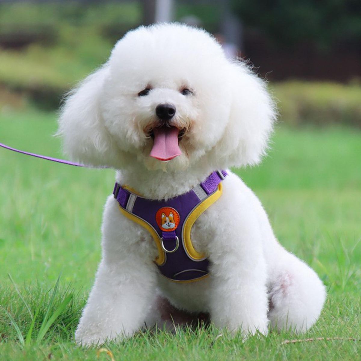Dog Harness Leashs Set Soft Padded Adjustable For Puppy  XL