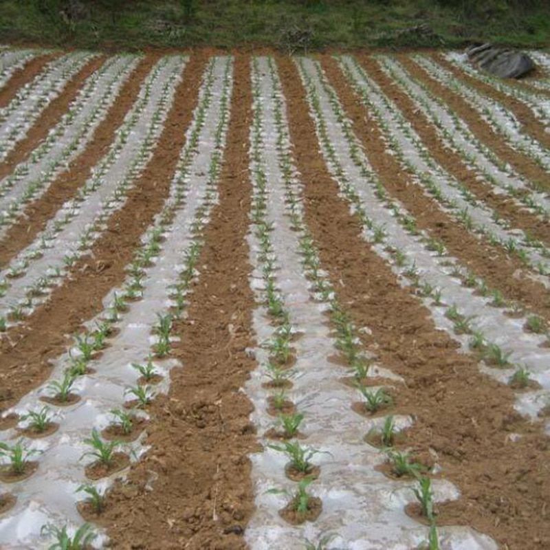 10m 0.006mm Mulch Film PE  Plastic Ground Cover Film Frost Protection Keep Warm Weed-1.5M Width