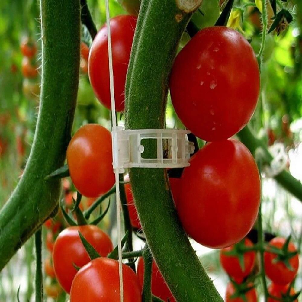 200/50Pcs Plastic Plant Support Clips Reusable Vine Protection Grafting Fixing Tool For Vegetable Tomato Garden Supplies