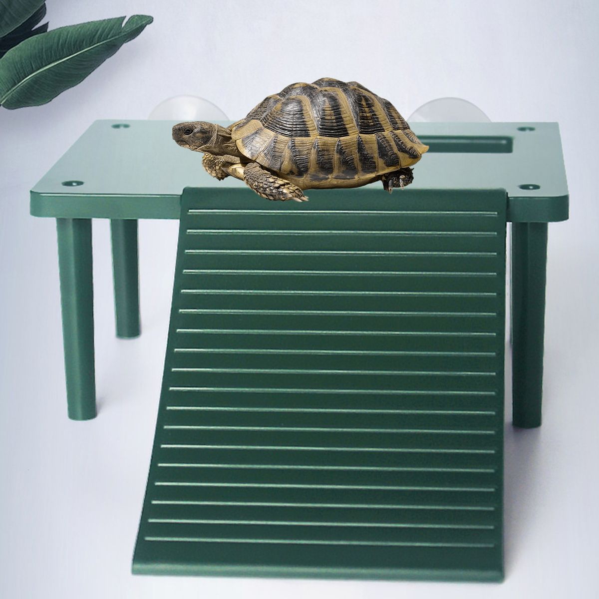 Turtle Basking Terrace Reptile Animal Rest Terrace Green