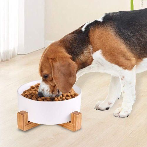 Cat Bowls, Kitten Bowl For Food And Water, Raised Ceramic