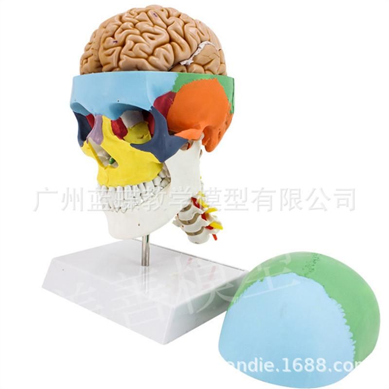 Colored skull with cervical spine and brain model human skull color separation 1:1 coloring to distinguish areas