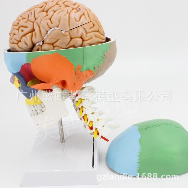 Colored skull with cervical spine and brain model human skull color separation 1:1 coloring to distinguish areas