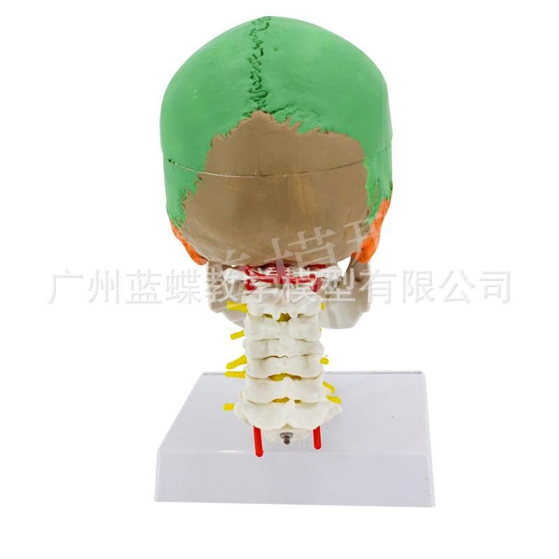 Colored skull with cervical spine and brain model human skull color separation 1:1 coloring to distinguish areas