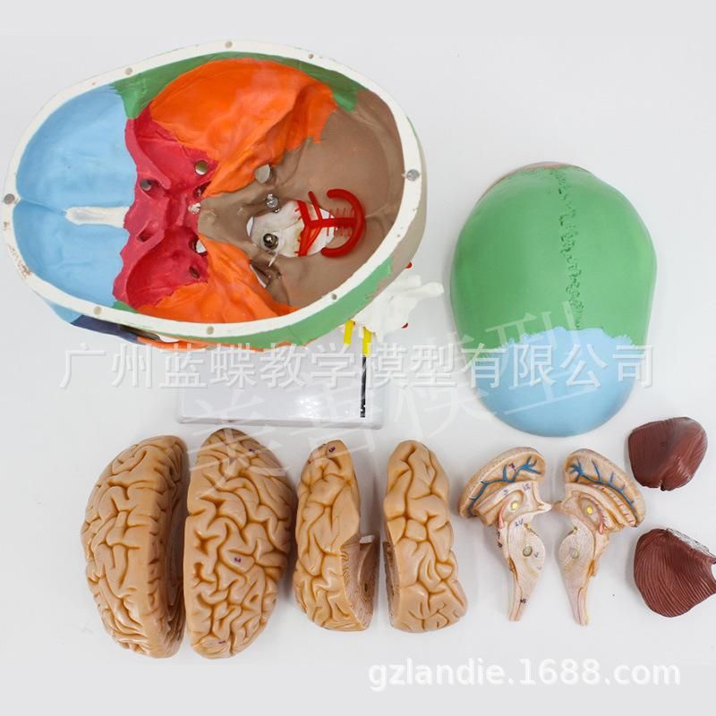 Colored skull with cervical spine and brain model human skull color separation 1:1 coloring to distinguish areas