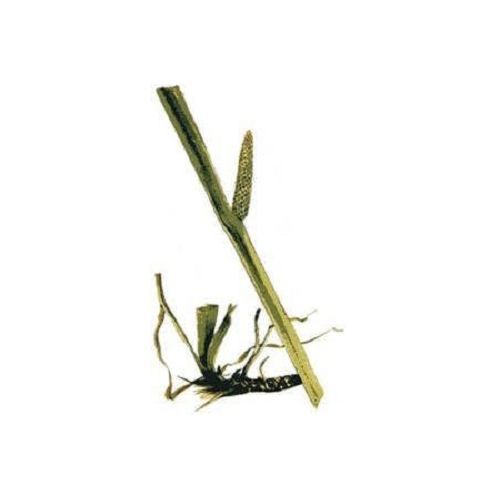 Calamus Tea  1lb 454g  Digestive System Support