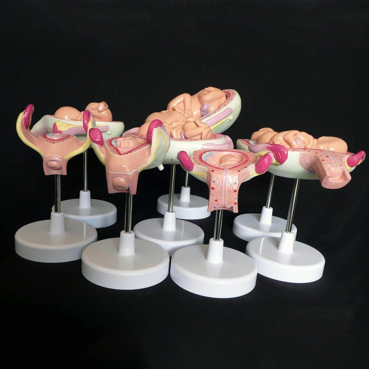 8pcs Anatomical Human Fetal Development Model 1st-7th Month Baby Fetus Pregnancy