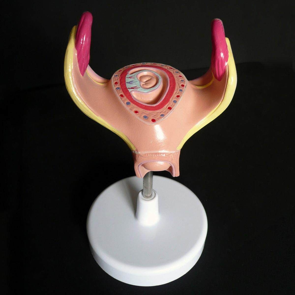 8pcs Anatomical Human Fetal Development Model 1st-7th Month Baby Fetus Pregnancy