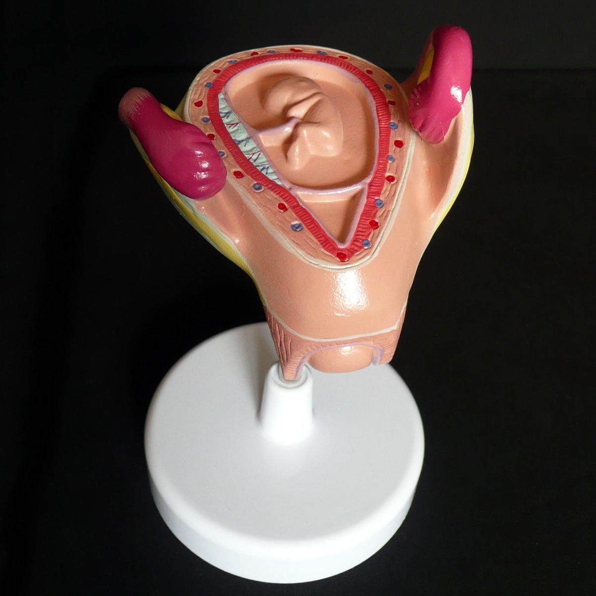 8pcs Anatomical Human Fetal Development Model 1st-7th Month Baby Fetus Pregnancy
