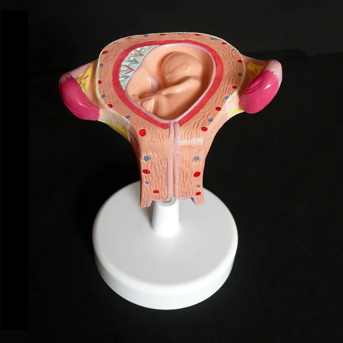 8pcs Anatomical Human Fetal Development Model 1st-7th Month Baby Fetus Pregnancy