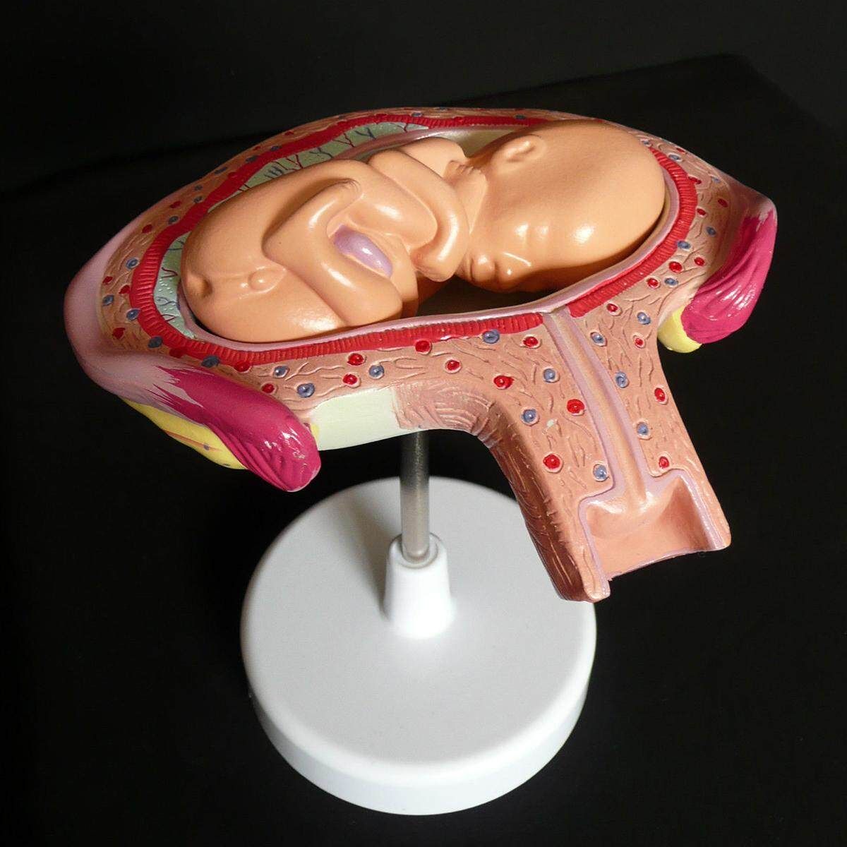 8pcs Anatomical Human Fetal Development Model 1st-7th Month Baby Fetus Pregnancy