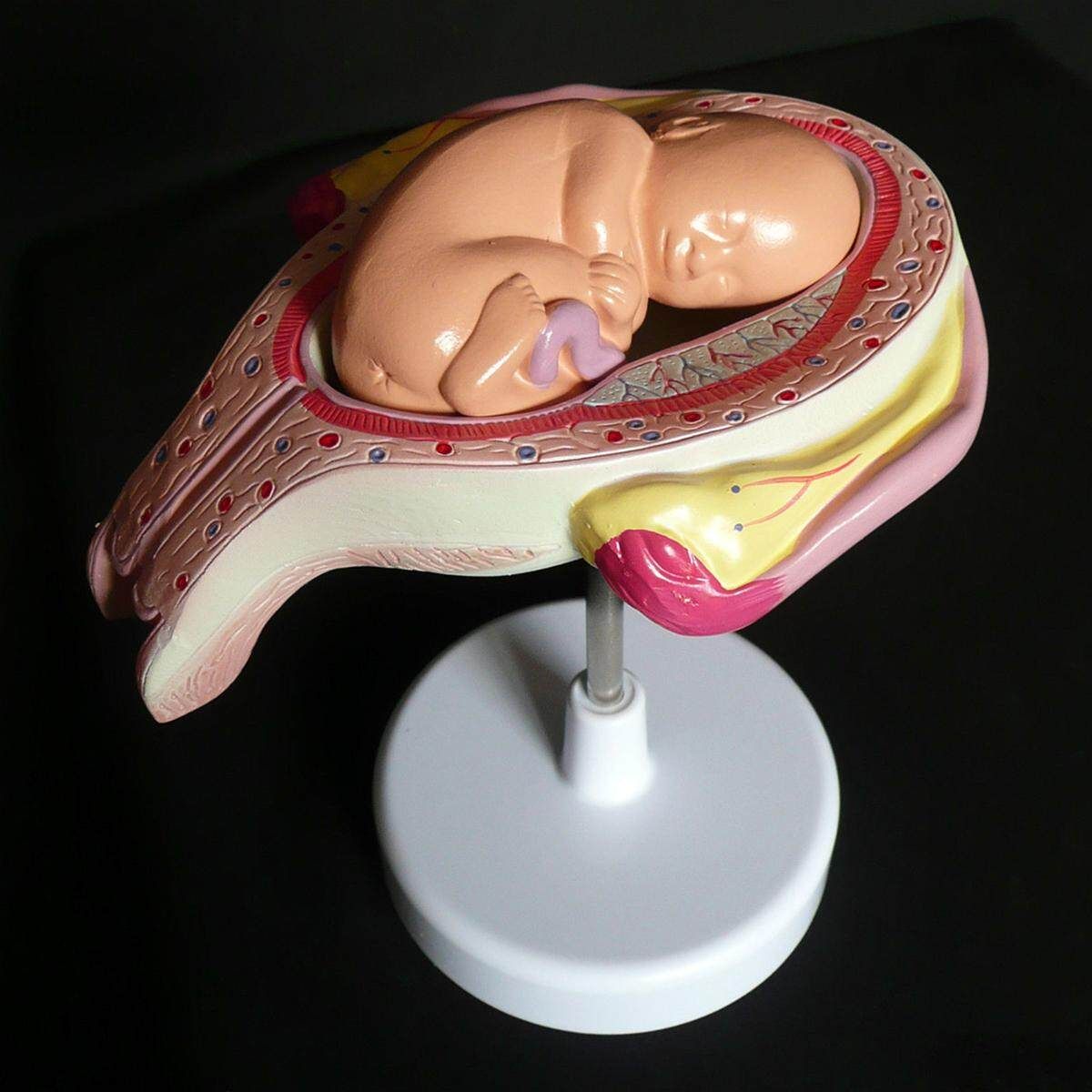 8pcs Anatomical Human Fetal Development Model 1st-7th Month Baby Fetus Pregnancy
