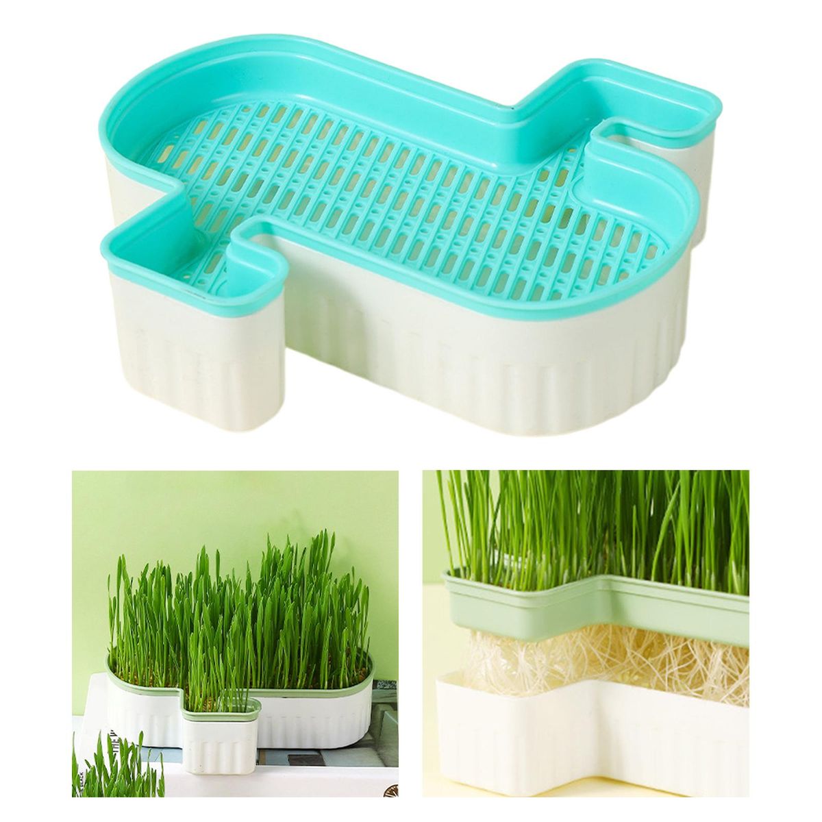 Seed  Trays  Cats  For Blue