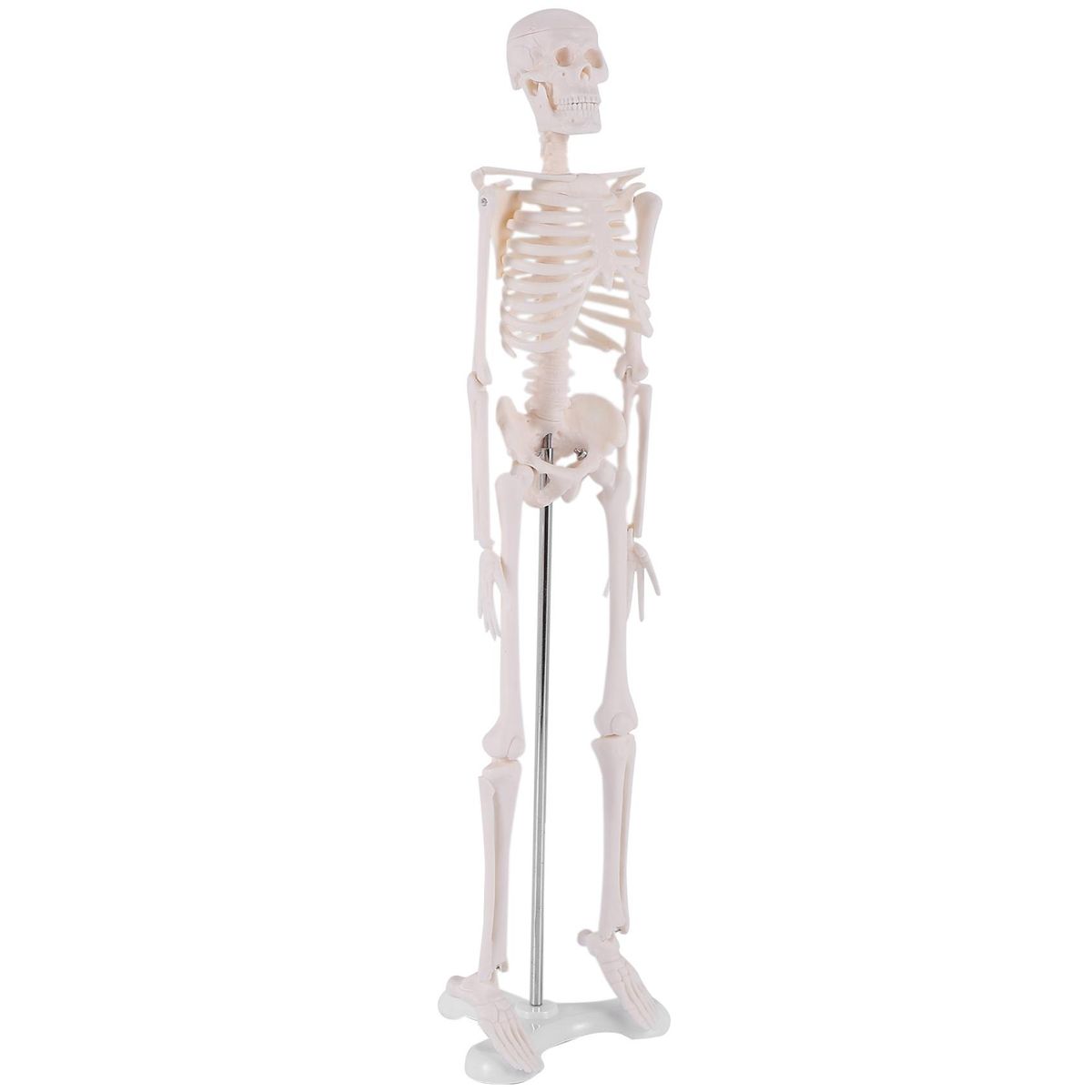 45CM Human Anatomical Anatomy Skeleton Model Poster Learn Aid Anatomy Human Skeletal Model