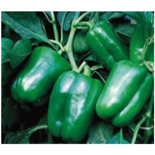 Green Bell Pepper Seeds (ganga) - 10g