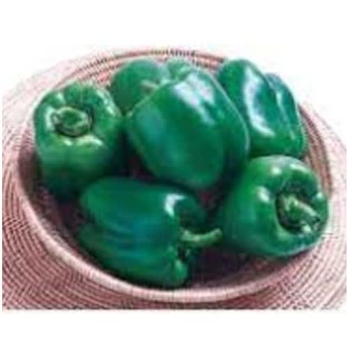 Green Bell Pepper Seeds (ganga) - 10g