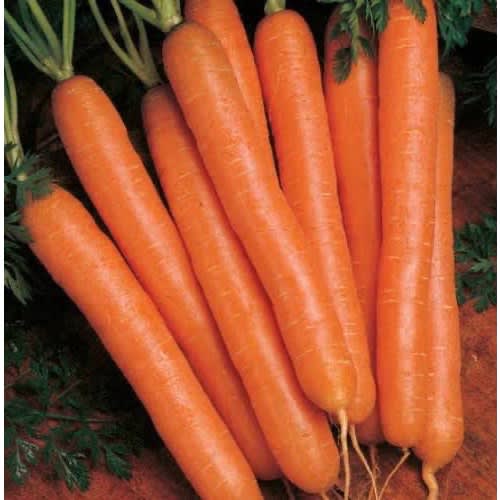Nantes Carrot Seeds - 100 Grams - 3 Tins