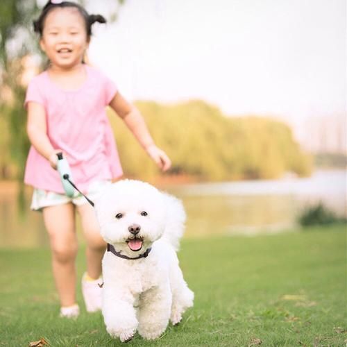 Roulette Leash For Dog 5m Dog Leash Lead Automatic Retractable Leashs For Small Medium Dogs Cat Traction Rope Lead Supplies