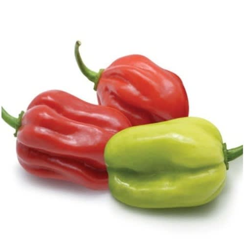 East West - Hybrid Habanero Hot Pepper Seeds - Piquante Red F1 - 500 Seeds
