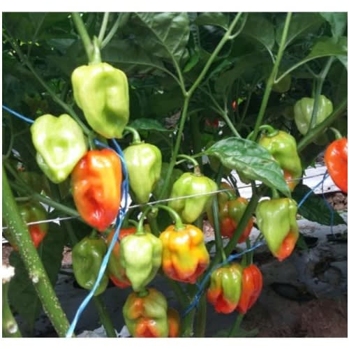 East West - Hybrid Habanero Hot Pepper Seeds - Piquante Red F1 - 500 Seeds