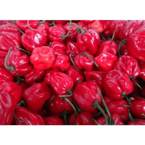East West - Hybrid Habanero Hot Pepper Seeds - Piquante Red F1 - 500 Seeds