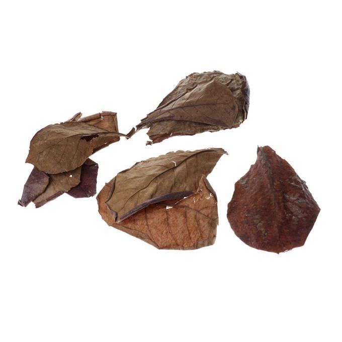 10 Indian Almond Leaves Beneficial Betta Leaf For Shrimp Betta