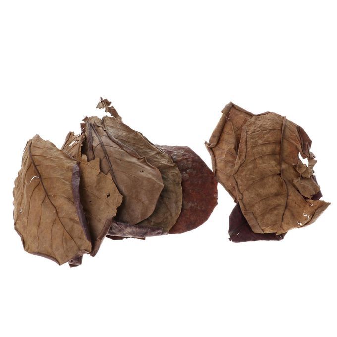 10 Indian Almond Leaves Beneficial Betta Leaf For Shrimp Betta